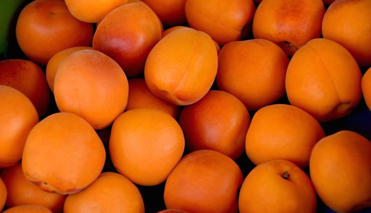 apricots-1509634_1280.jpg