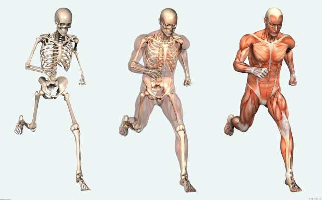 bone-health.jpg